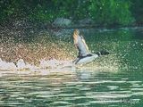 Common Loon Taking Flight DSCN003392