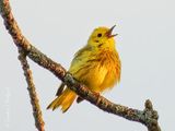 Yellow Warbler Warbling DSCN003869