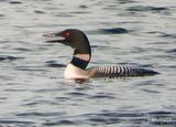 Common Loon Calling DSCN004026