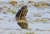 Painted Turtle Head Reflected DSCN004163