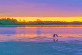 Great Blue Heron In Flight At Sunrise 90D115392