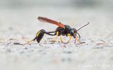 Yellow-Legged Mud-Dauber Wasp DSCN004843