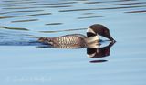 Common Loon Reflected DSCN005164