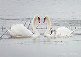 Mute Swan Couple & Cygnet DSCN005273
