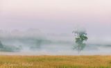 Ground Fog Beyond Lone Tree 90D116559