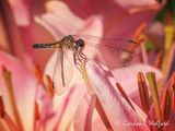 Female Blue Dasher Dragonfly On A Pink Lily DSCN005899