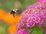 Bumblebee In Flight DSCN006096