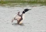 Common Loon Stretching DSCN006315