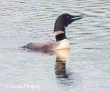 Common Loon Calling DSCN006583
