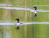 Two Common Loons, One Calling DSCN006559