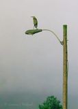 Great Blue Heron On A Light At Night 90D117788