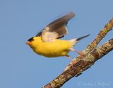 Male Goldfinch Taking Flight DSCN006899