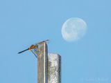 Waning Buck Moon Beyond Dragonfly On Post DSCN008361