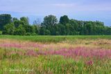 Purple Loosestrife 90D119413