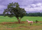 Posing Palomino 90D119540