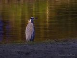 Great Blue Heron At Night DSCN008778