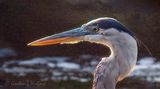 Backlit Great Blue Heron Head DSCN008964