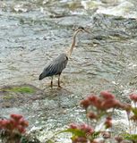 Great Blue Heron (iPhone14-3367)