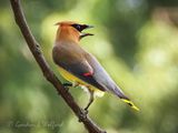 Cedar Waxwing Gular Fluttering DSCN009396