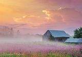 Ground Fog Beyond Old Barn At Sunrise 90D121220