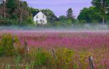 Field Of Purple Loosestrife 90D122590
