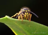 Yellow Jacket Head-On DSCN010774