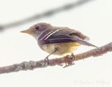 Least Flycatcher DSCN011121