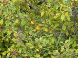 Yellow Warbler In A Bush DSCN011529