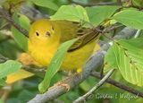 Yellow Warbler In A Bush DSCN011529 (crop)