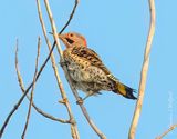 Male Northern Flicker DSCN011678