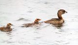 Pied-billed Grebe Family DSCN011746