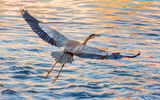 Great Blue Heron Taking Flight DSCN013051