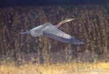 Great Blue Heron Flying Past Dam Overflow DSCN013162