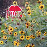 Stop And Smell The Sunflowers DSCN013593