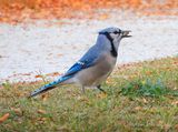 Blue Jay With A Mouthful DSCN013878