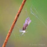 Small White Spider With Catch DSCN013948
