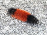 Woolly Bear Caterpillar DSCN015051