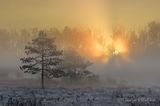 Sunrise Sunbeans 90D131429