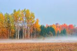 Fall Foliage Beyond Ground Fog 90D131329
