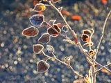 Frosted Autumn Leaves DSCN015331