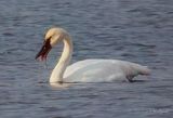 Trumpeter Swan At Lunch DSCN015371