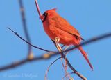 Male Northern Cardinal DSCN015564