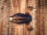 Pied-billed Grebe Reflected At Sunrise DSCN015577