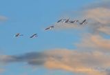 Seven Trumpeter Swans In Flight DSCN015660