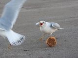 Ring-billed Gull Defending Bun DSCN015758