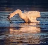 Trumpeter Swan With A Mouthful Reflected DSCN015895