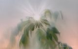 Rays of Hope: Sun Through Foggy Foliage (iPhone14-3666)