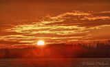 Sunrise Beyond Treeline 90D133356