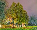 Centennial Park Late Autumn Trees At Night 90D133447.52