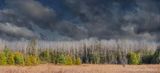 Birch Panorama DSCN016064.7